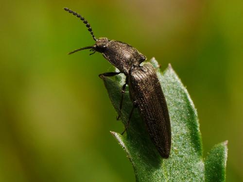 Cidnopus sp.